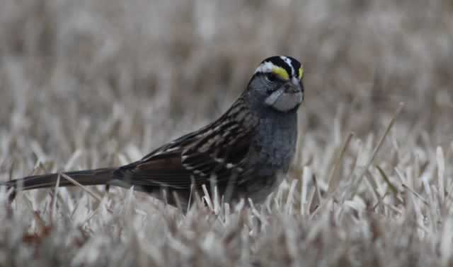 White Throated Sparrow ... a familiar winter migrant to East Texas